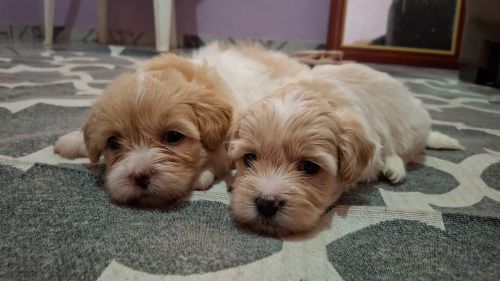 Dois filhotes de Shih Tzu com poodle