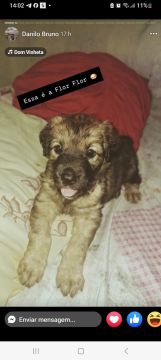 Filhote de cachorro  pastor alemão 