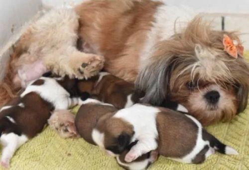 Shih Tzu com filhotes