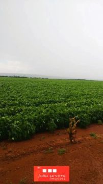 Fazenda para Venda em Diamantino
