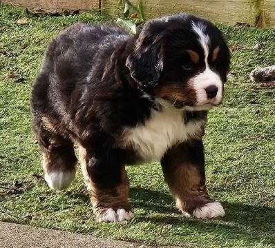 Bernese Mountain Dog filhotes maravilhosos, a pronta entrega 