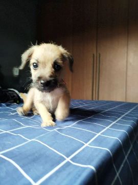 Poodle para doação 