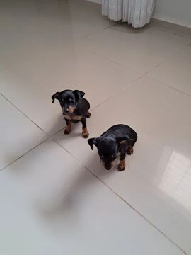 VENDO PINSCHER
