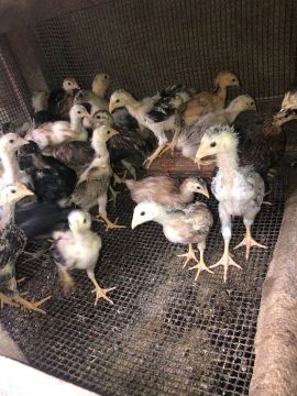 Pintinhos de várias raças 