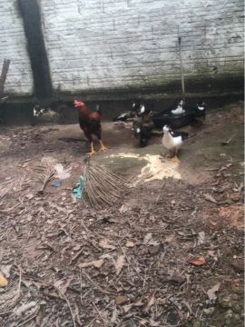 Patos 