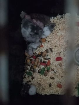 Bebês hamsters fofinhos Jacarepaguá itanhanga muzema 