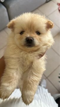 Filhote de Spitz Alemão/Lulu da Pomerania 