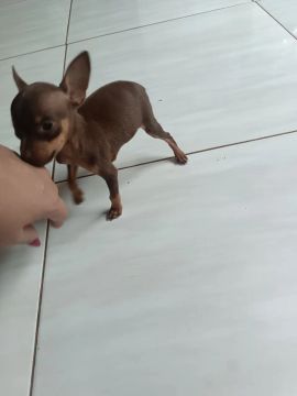 Filhote de pinscher macho 