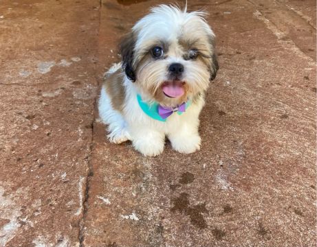 Shihtzu 