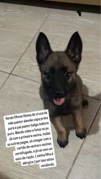 Filhote de pastor alemão fêmea pura