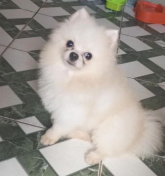 MACHO  Spitz Alemão (PROCURA-SE NAMORADA)