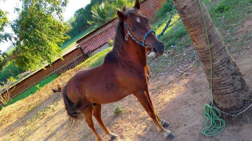 Cavalo 