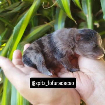 Spitz alemão, cor merle. Tenho um casal disponivel.