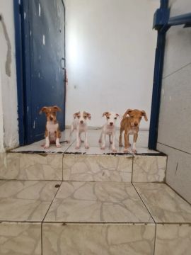 Filhotes de Pitbull com veadeiro pampiano