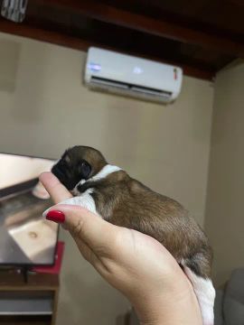 Shihtzu