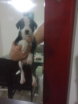 Filhote de cachorro - Adorável! Doação 