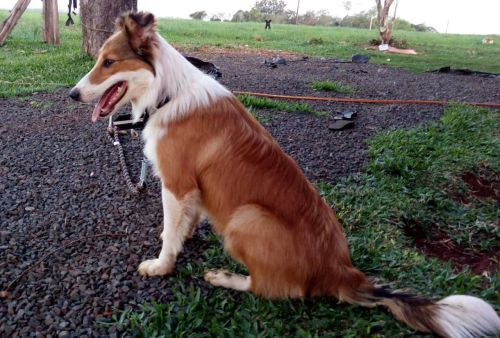Vendo filhotes de border collie ,  mãe marron e pai merlie