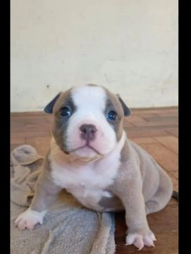 Filhote de Pitbull