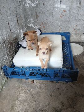 Dois filhotes de pischer vacinados