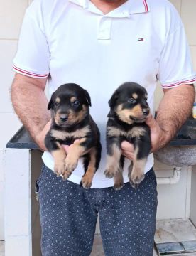 Filhotes de rottweiler 
