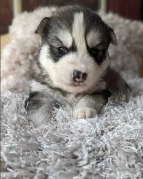 Husky siberiano : belos filhotes entre em contato