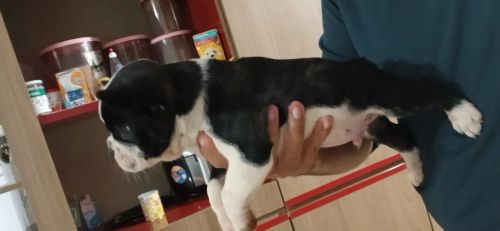 Filhote de Bulldog Francês