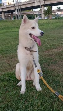 Husky Siberiano lindo e dócil vende