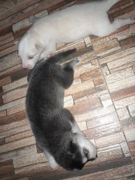 Husky siberiano puro 