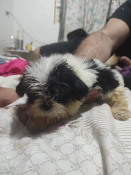 Shihtzu