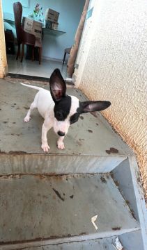 Pinche macho número 2 com 4 meses 