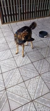 Cachorro SRD para adoção
