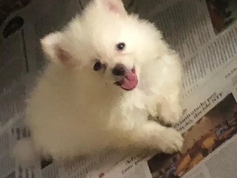 Vende-se filhote SPITZ ALEMÃO