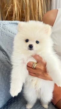 Bebê Spitz 