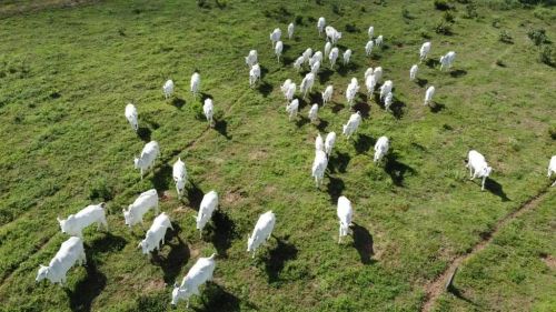 Fazenda para Venda em Chapada dos Guimarães