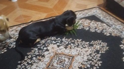 Vende se um cachorrinho 