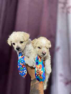 FILHOTE POODLE TOY - macho lindo
