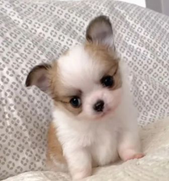 Chihuahua Incríveis