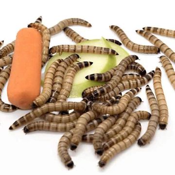 Larvas de Tenébrio Gigante - Excelente Alimento para Répteis e Aves