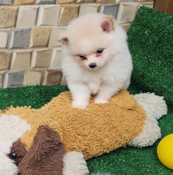 Filhote de Spitz Alemão, um novo membro peludo para completar sua família!
