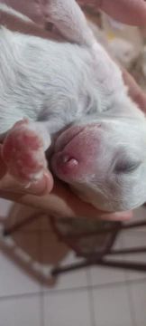 Vendo filhote da raça poodle macho, tem que esperar até o dia 21 de abril pra entregar.