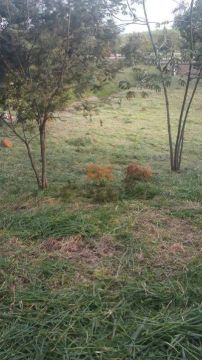 Terreno / Área à venda, Jardim Atlantico - Belo Horizonte/MG
