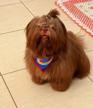 Canil mary dogs puppy 