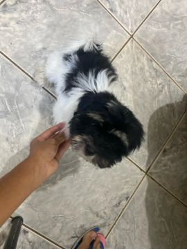 Shih Tzu Fofo 