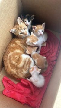 Gatinhos fofinhos para adoção