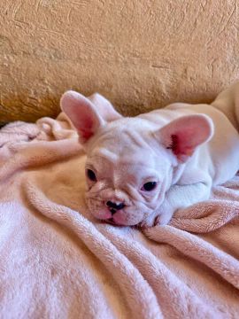 Bulldog Francês