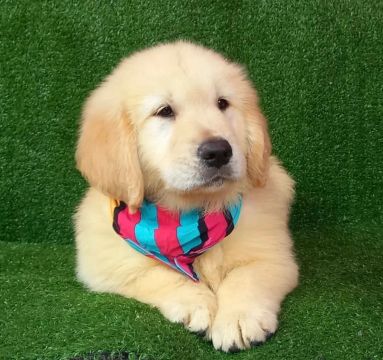 Golden Retriever - um futuro feliz 