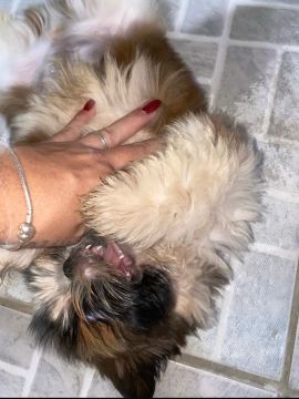 Shih-tzu