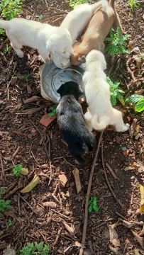 Doação cachorros filhotes 3 femeas 3 machos