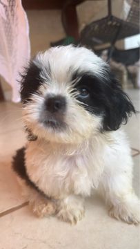 Shihtzu macho