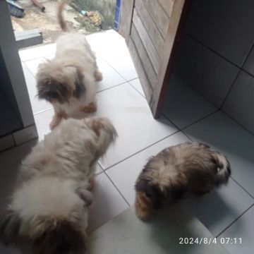 1 filhote LHASA APSO 2 meses